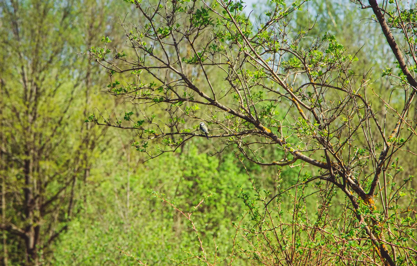 Photo wallpaper greens, forest, beauty, spring, may, bird