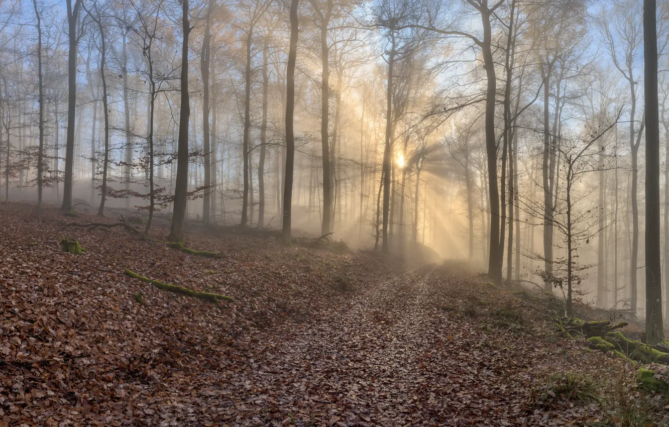 Photo wallpaper road, autumn, forest, the sun, rays, light, trees, branches
