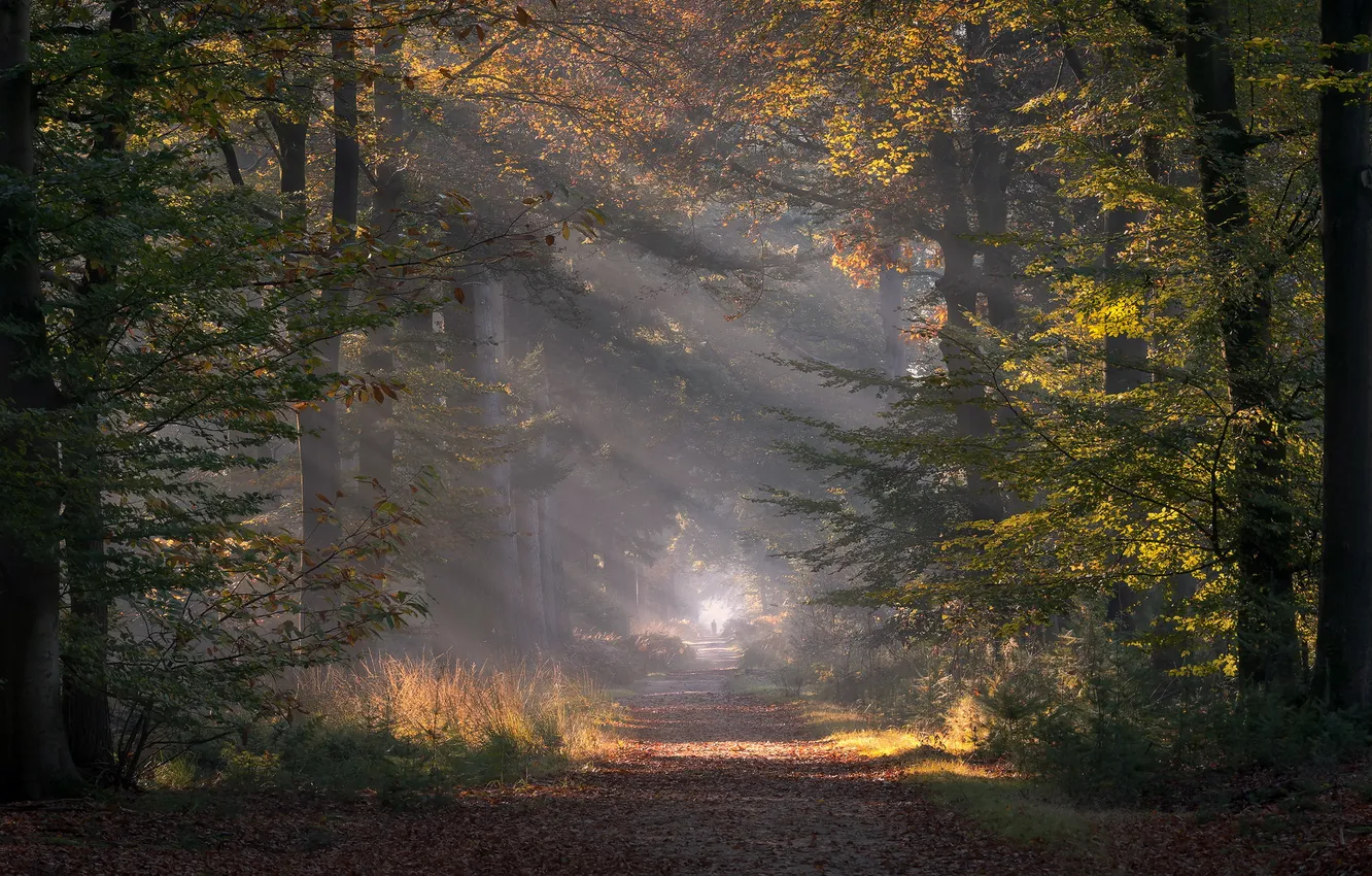 Photo wallpaper autumn, forest, fog