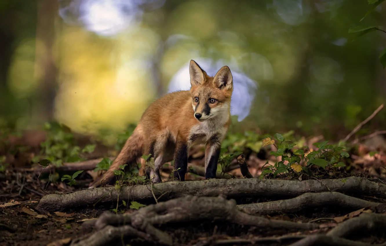 Photo wallpaper branches, Fox, Fox
