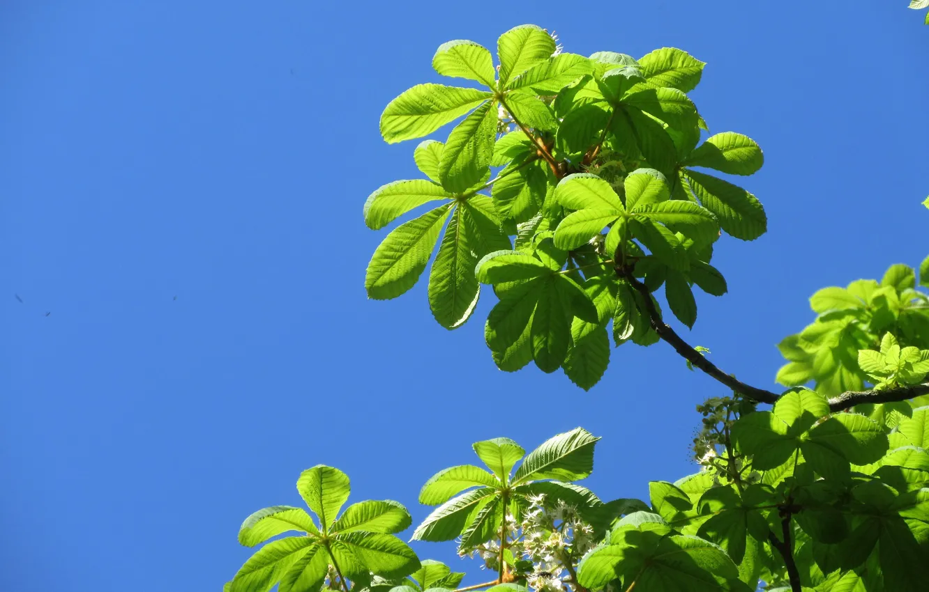 Photo wallpaper the sky, leaves, green, chestnuts, spring 2018, Mamala ©