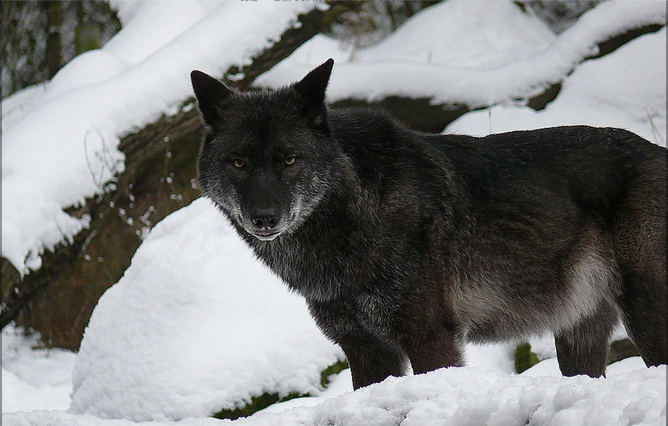Photo wallpaper Predator, nature, animal, wolf, wildlife, portrait., Canis lupus. face • wolf • portrait • predator