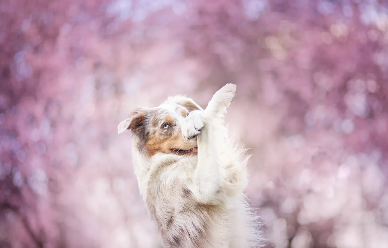 Photo wallpaper flowers, pose, dog, spring, flowering, gently, the border collie, Wallpaper from lolita777