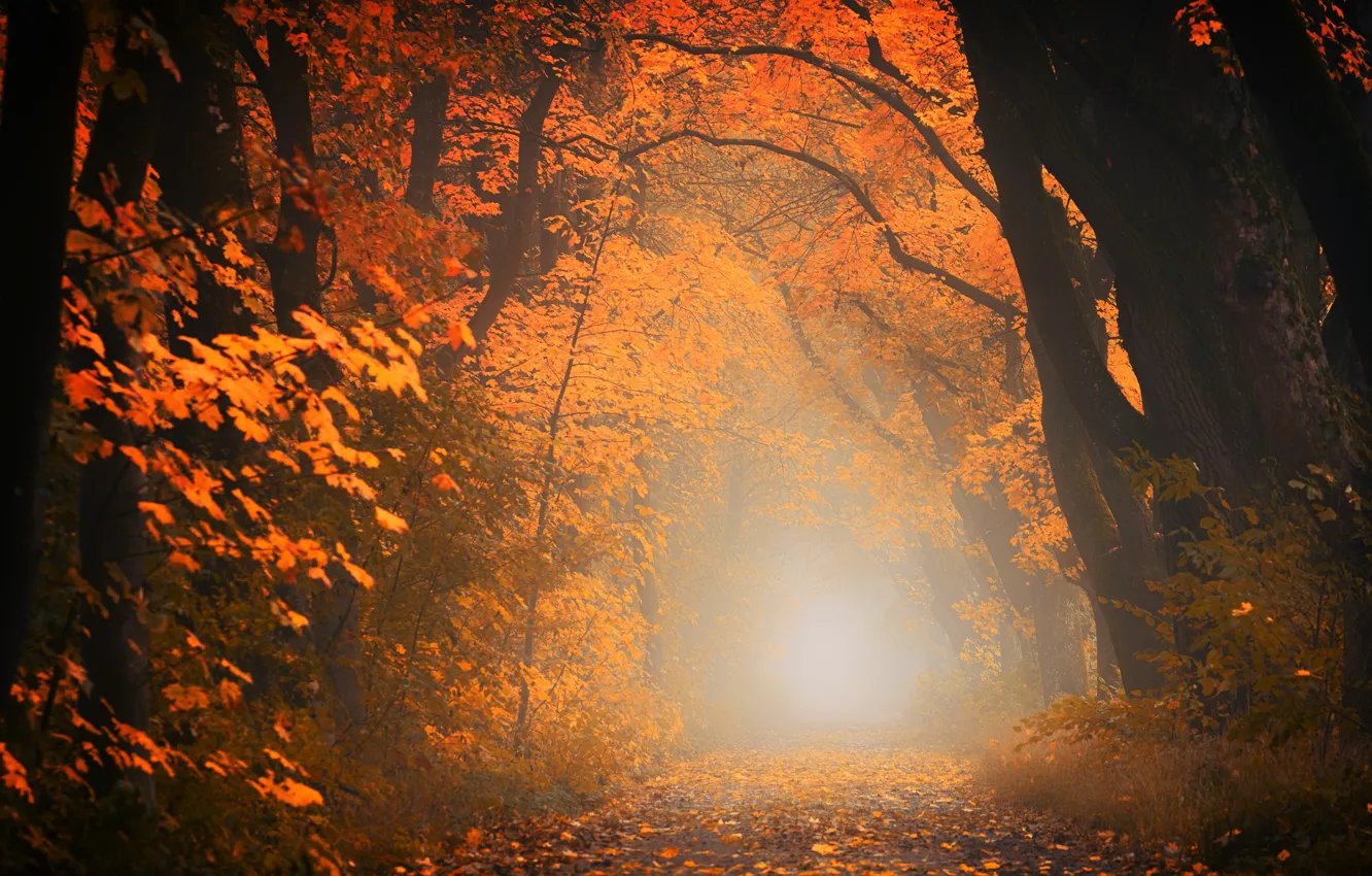 Photo wallpaper road, autumn, forest, leaves, light, trees, landscape, orange