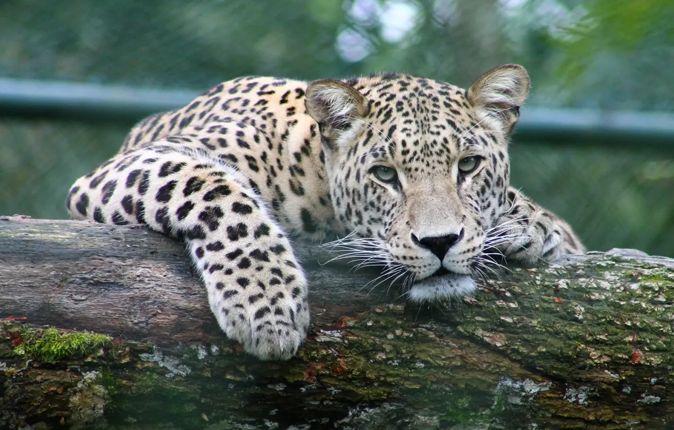 Photo wallpaper leopard, animal, wildlife, big cat, Peeking leopard