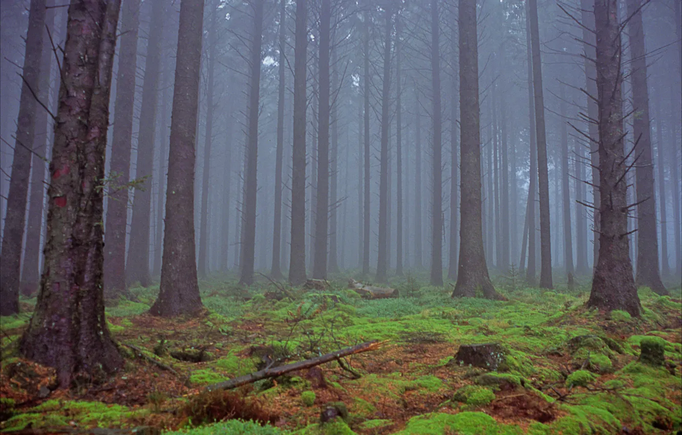 Photo wallpaper forest, trees, nature, fog, England, Devon, England, United Kingdom