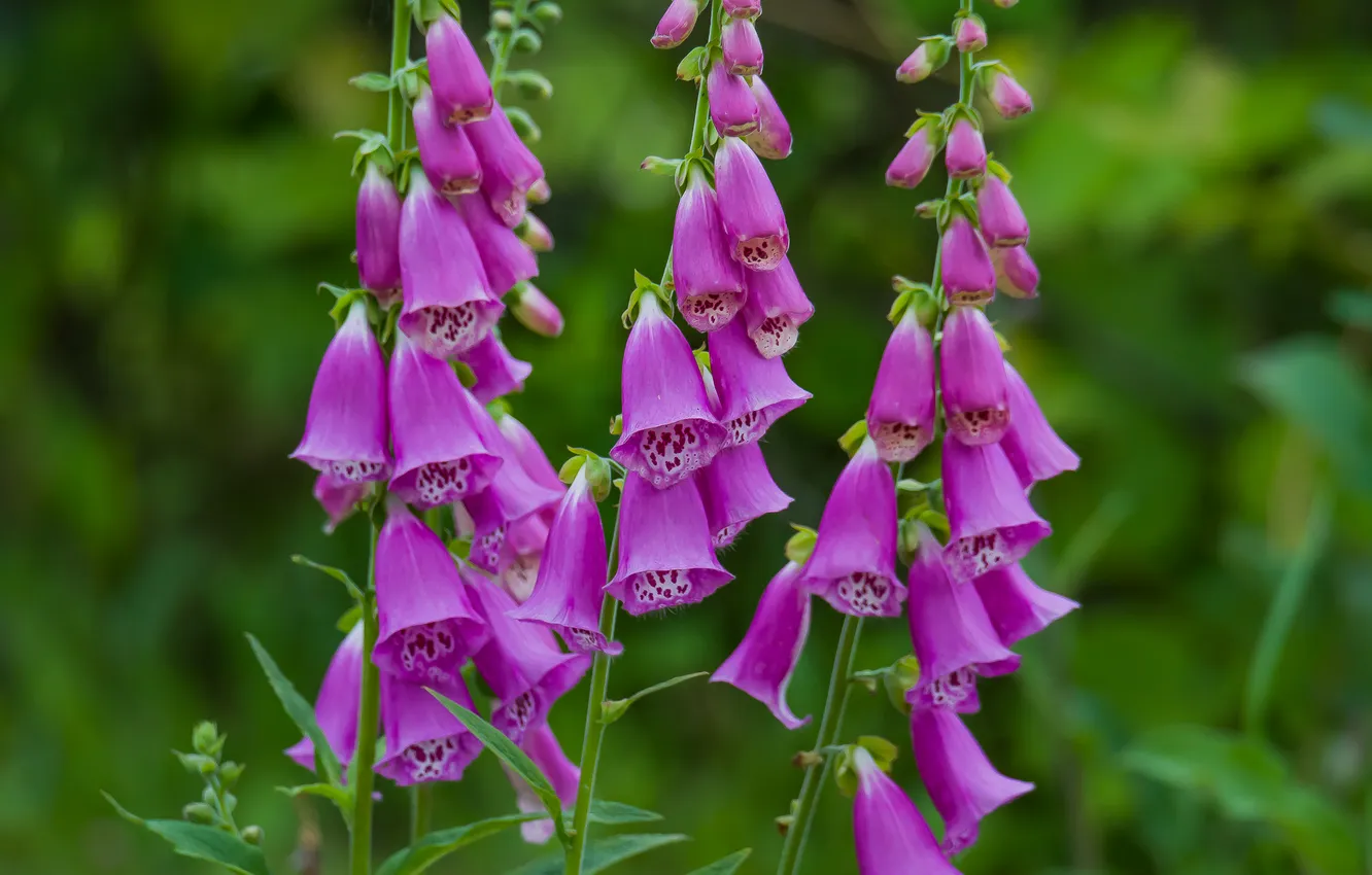 Photo wallpaper flowers, beauty, mood, nature, summer, cottage