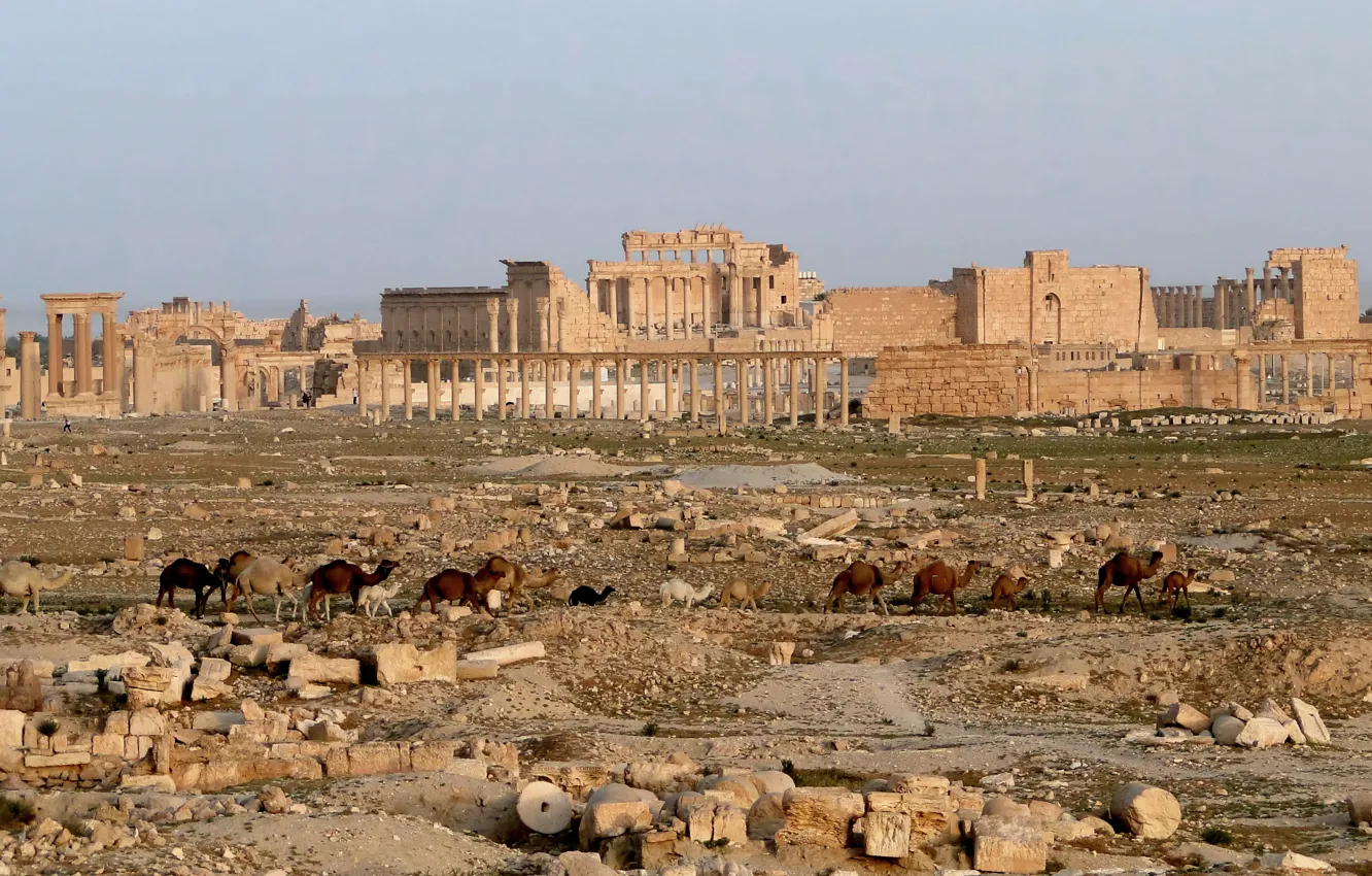 Photo wallpaper The city, Desert, The ruins, history, camels, caravan, Ancient, Syria