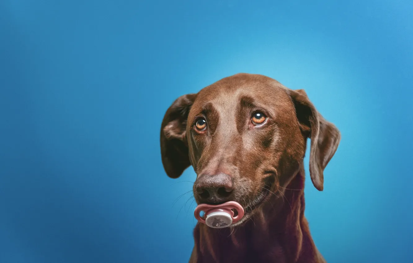Photo wallpaper look, face, portrait, dog, nipple, blue background, dummy