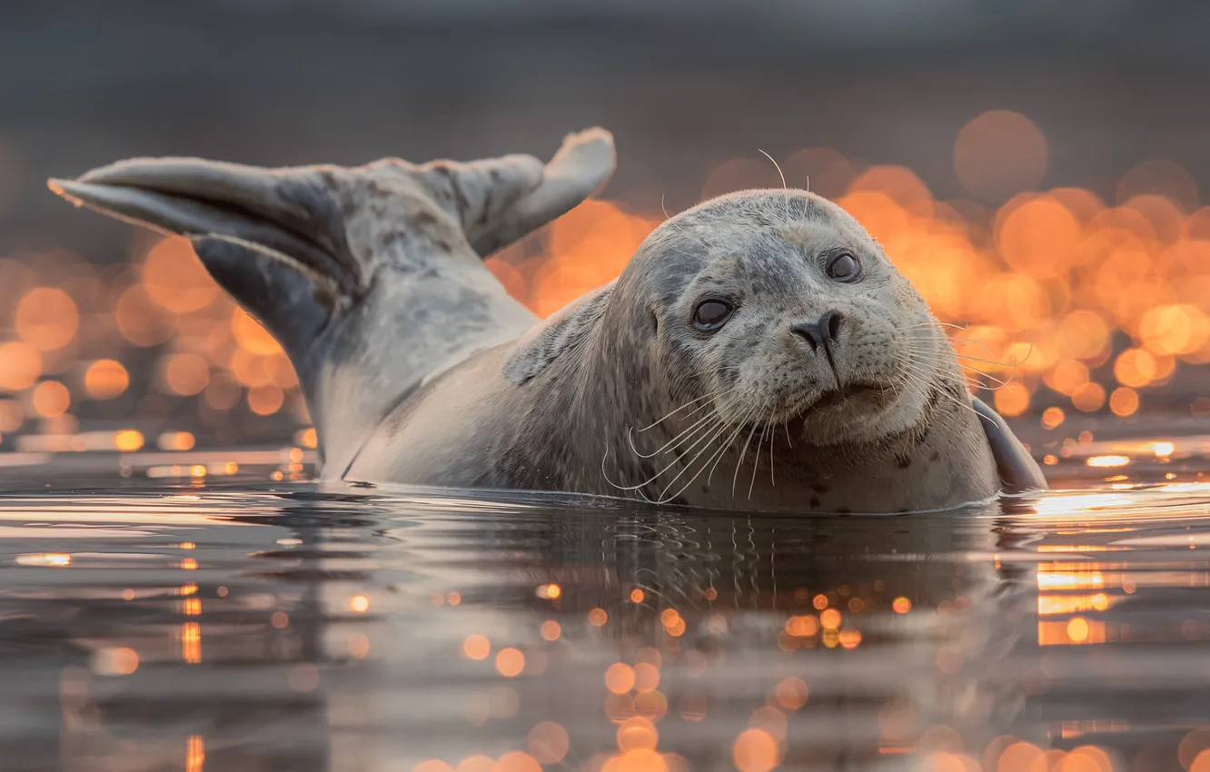 Photo wallpaper look, water, background, seal, bathing, tail, face, pond