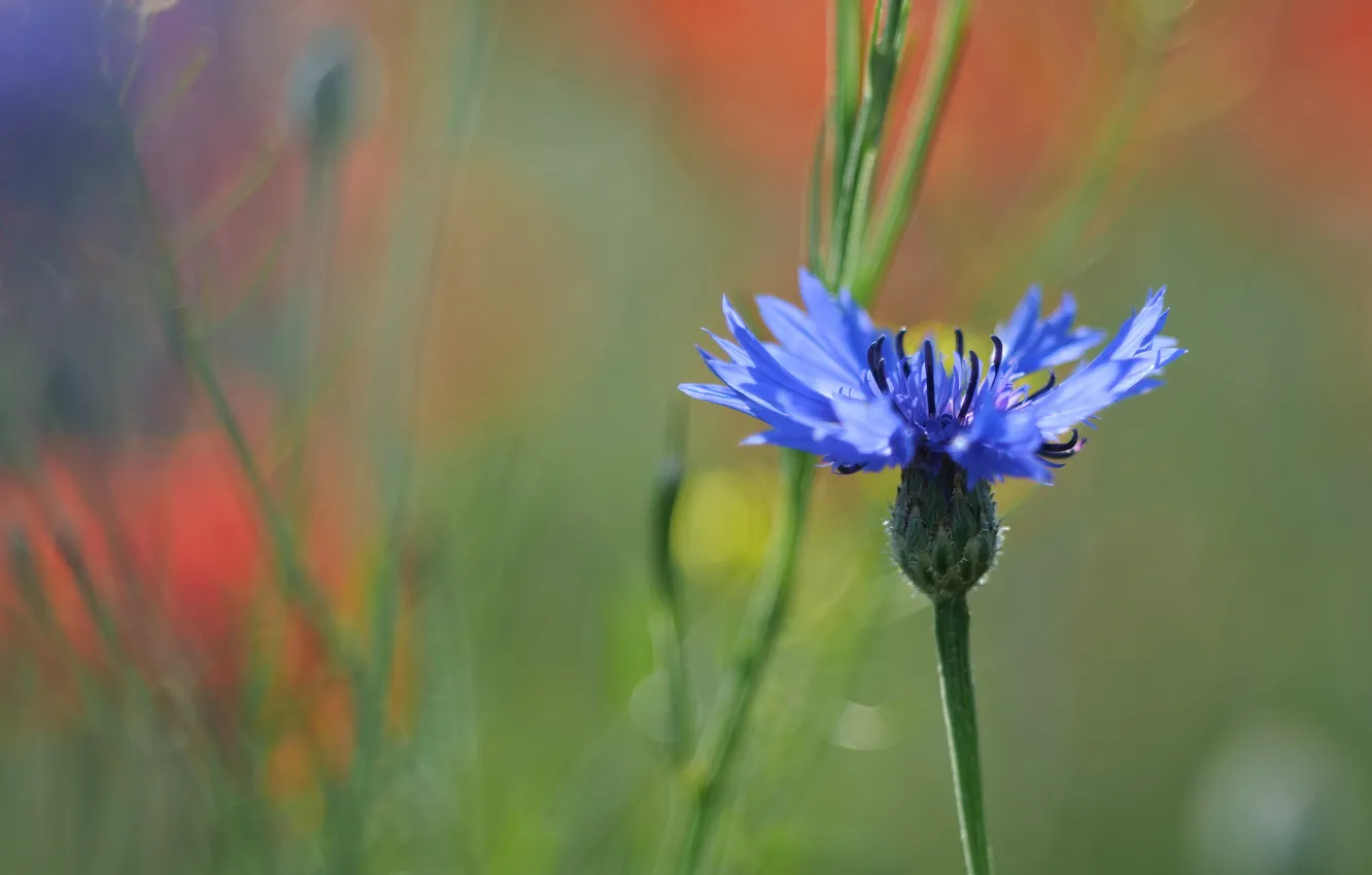 Photo wallpaper flowers, cornflowers, bokeh, blue, blurred background