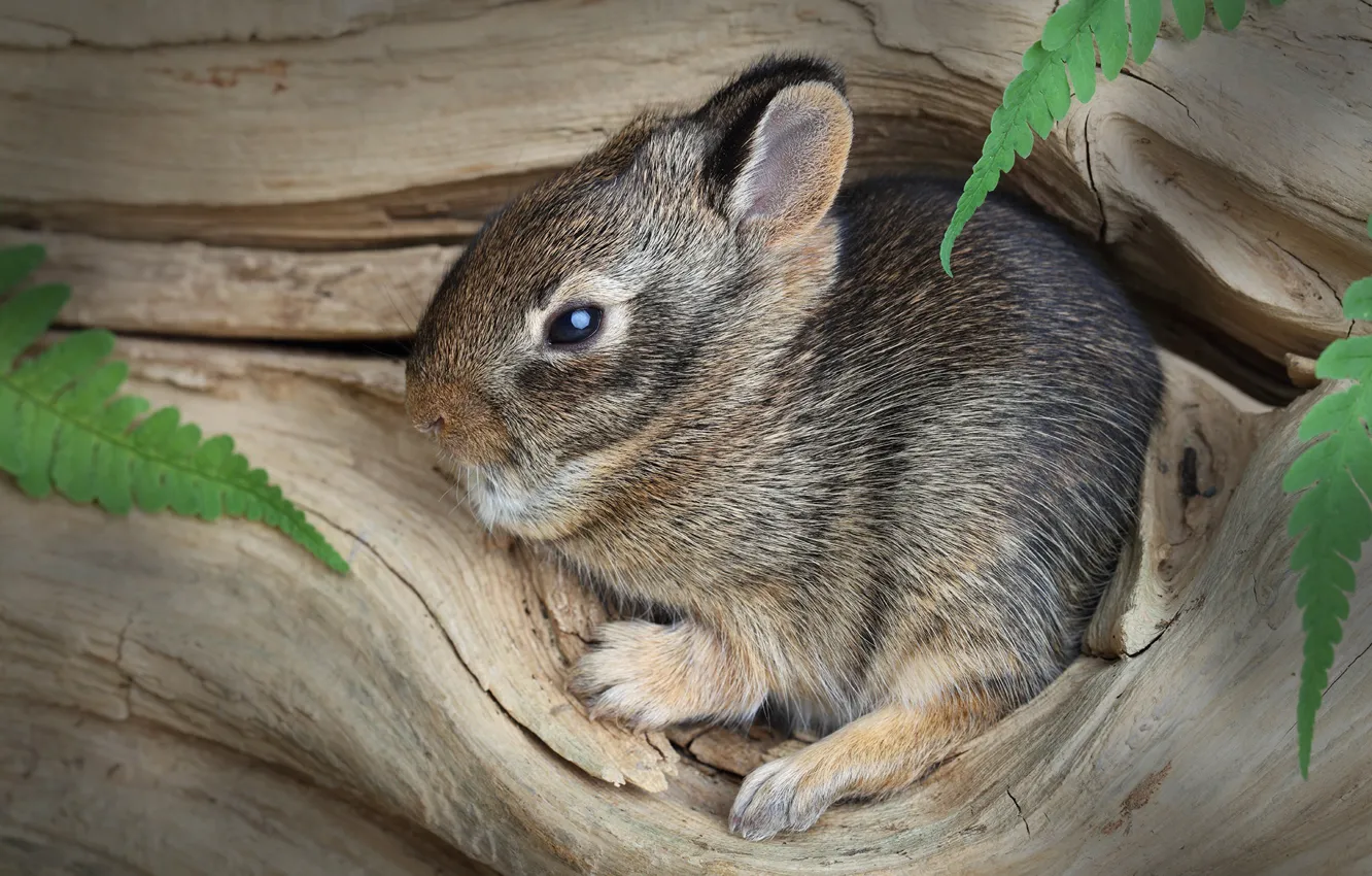 Photo wallpaper trees, baby, hare