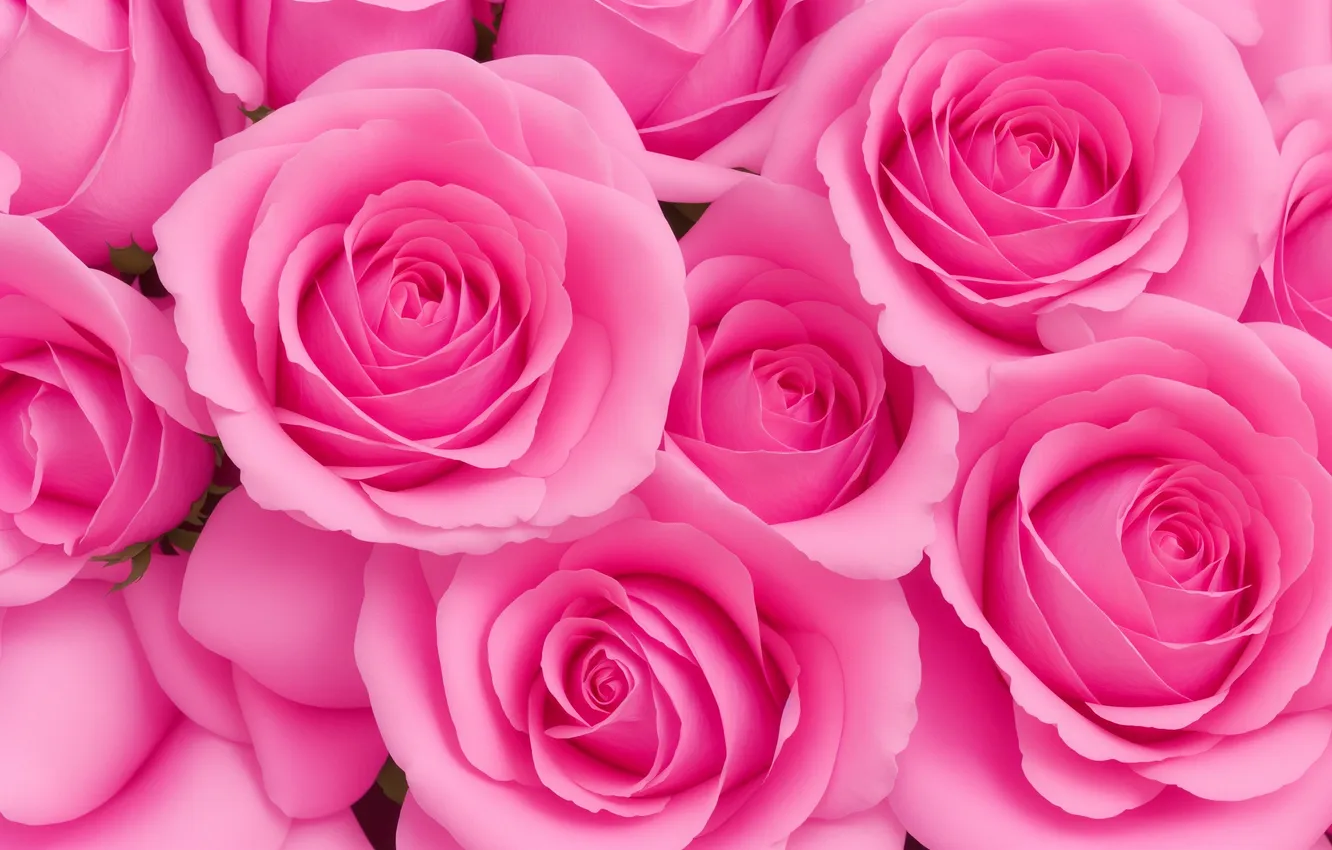 Photo wallpaper flowers, background, Wallpaper, roses, wallpaper, pink, rose, flower