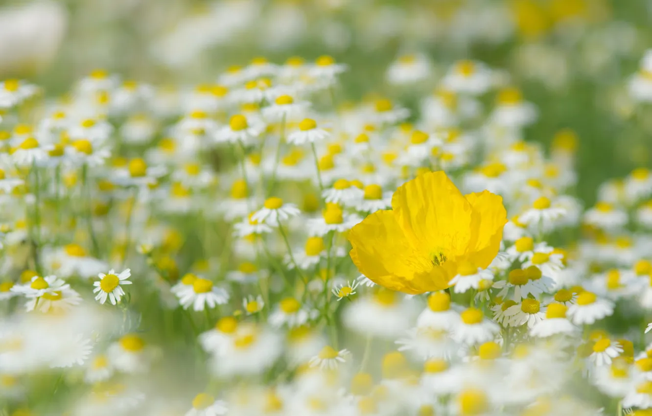 Photo wallpaper summer, flowers, chamomile