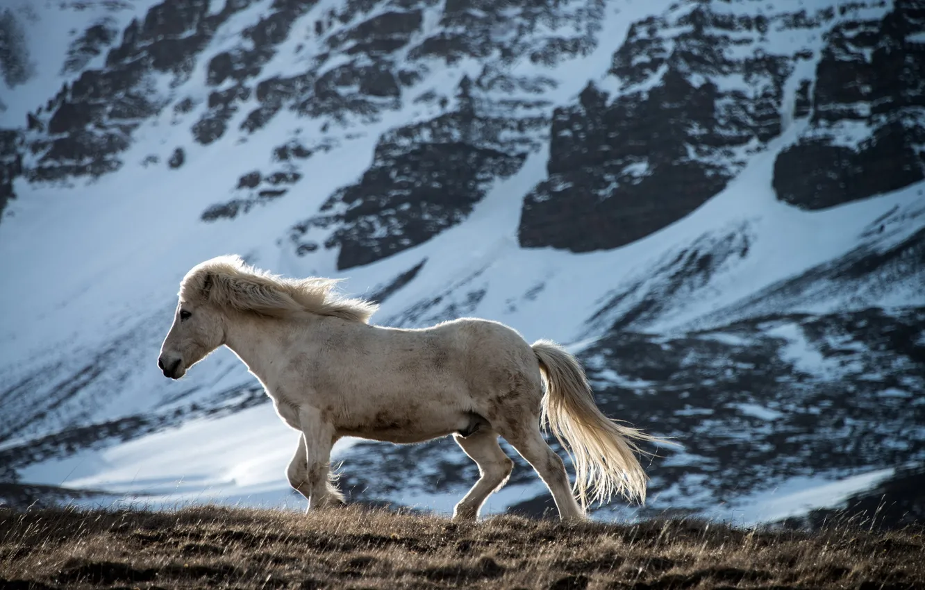 Photo wallpaper mountains, nature, horse