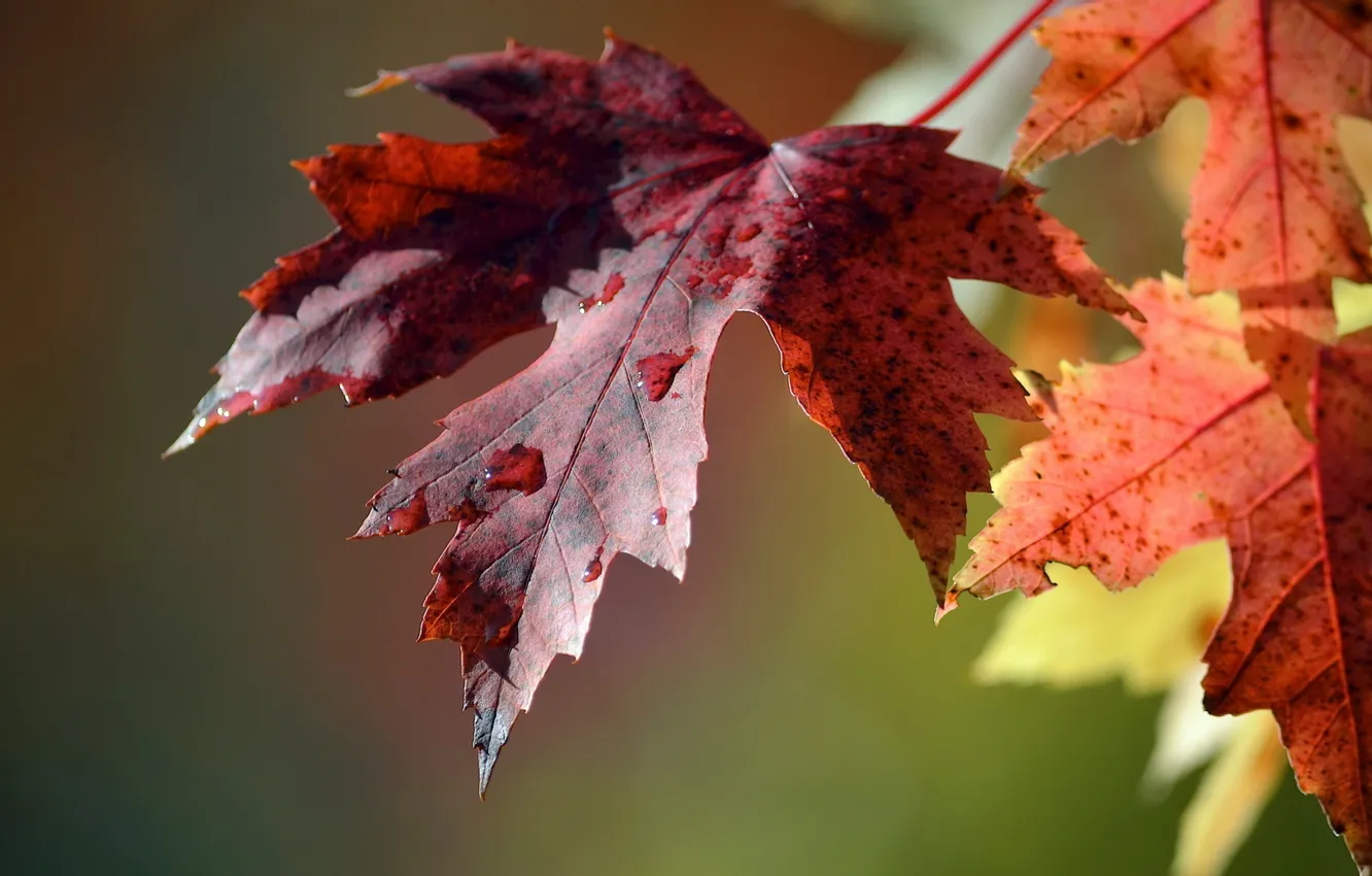 Photo wallpaper leaves, drops, macro