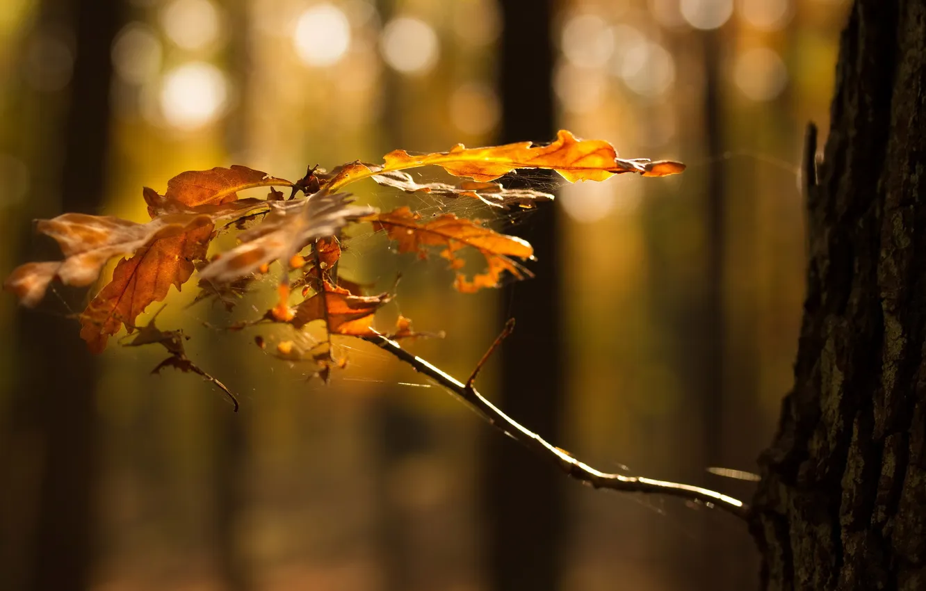 Photo wallpaper autumn, leaves, macro, nature