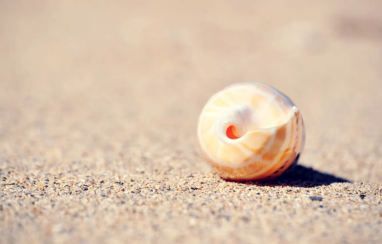 Photo wallpaper sand, macro, round, sink, shell, sphere