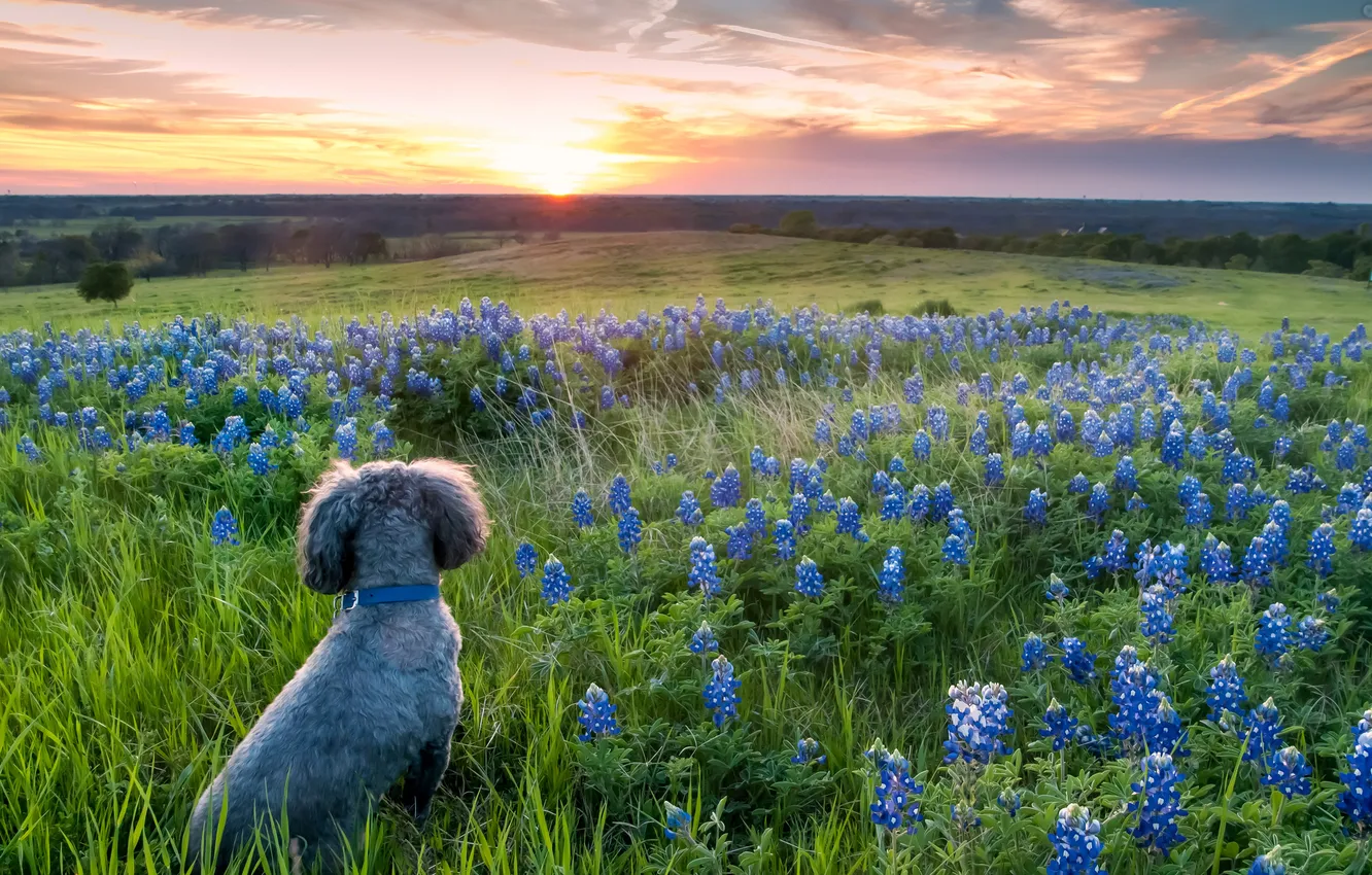 Photo wallpaper field, sunset, flowers, dog