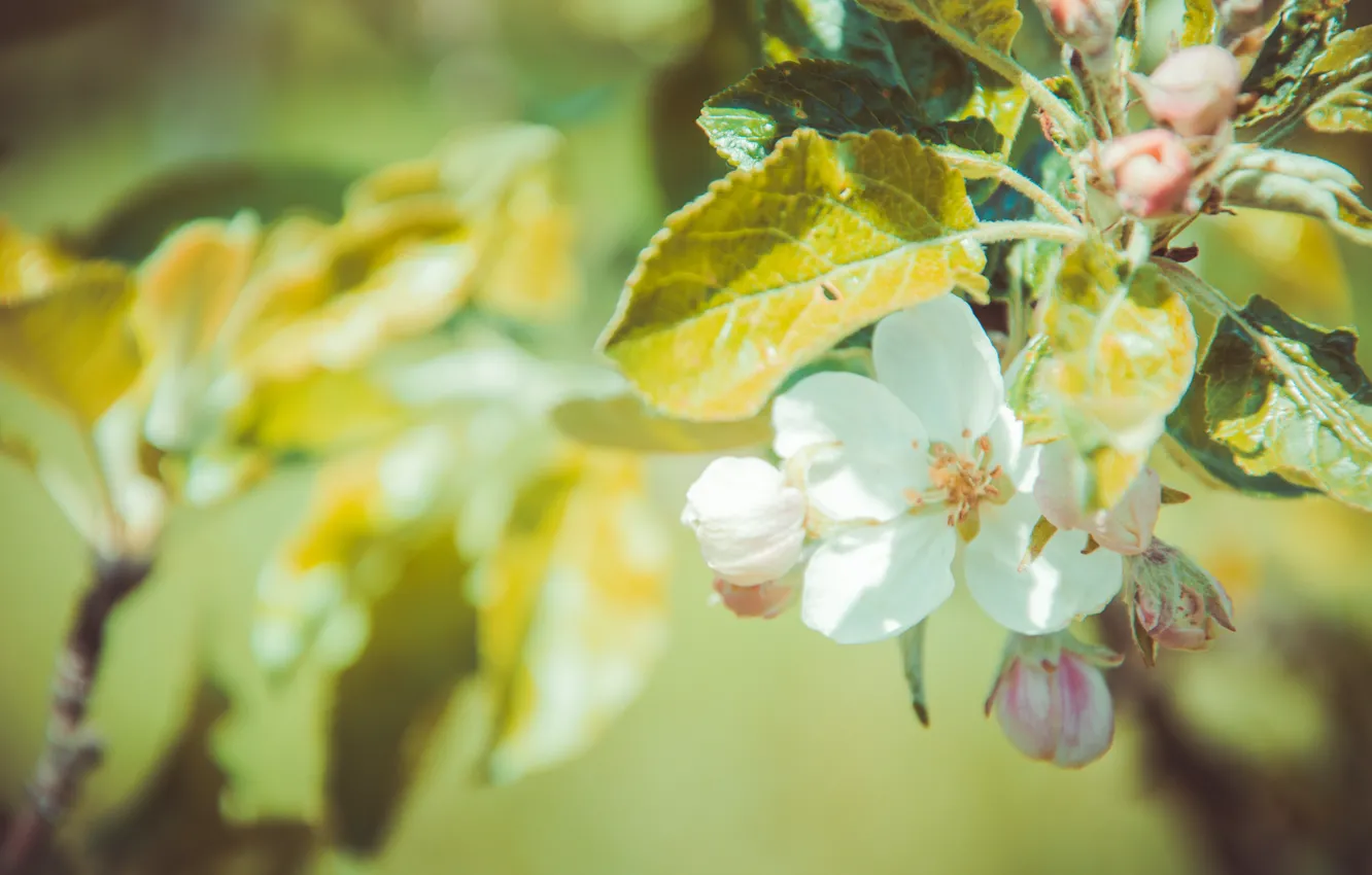 Photo wallpaper cute, beauty, may, Sunny, Apple blossom