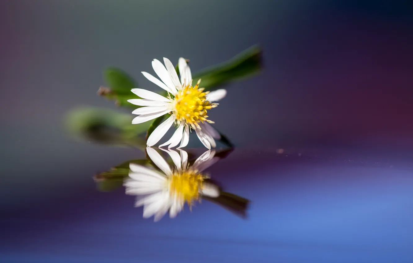 Photo wallpaper flower, reflection, petals, Daisy