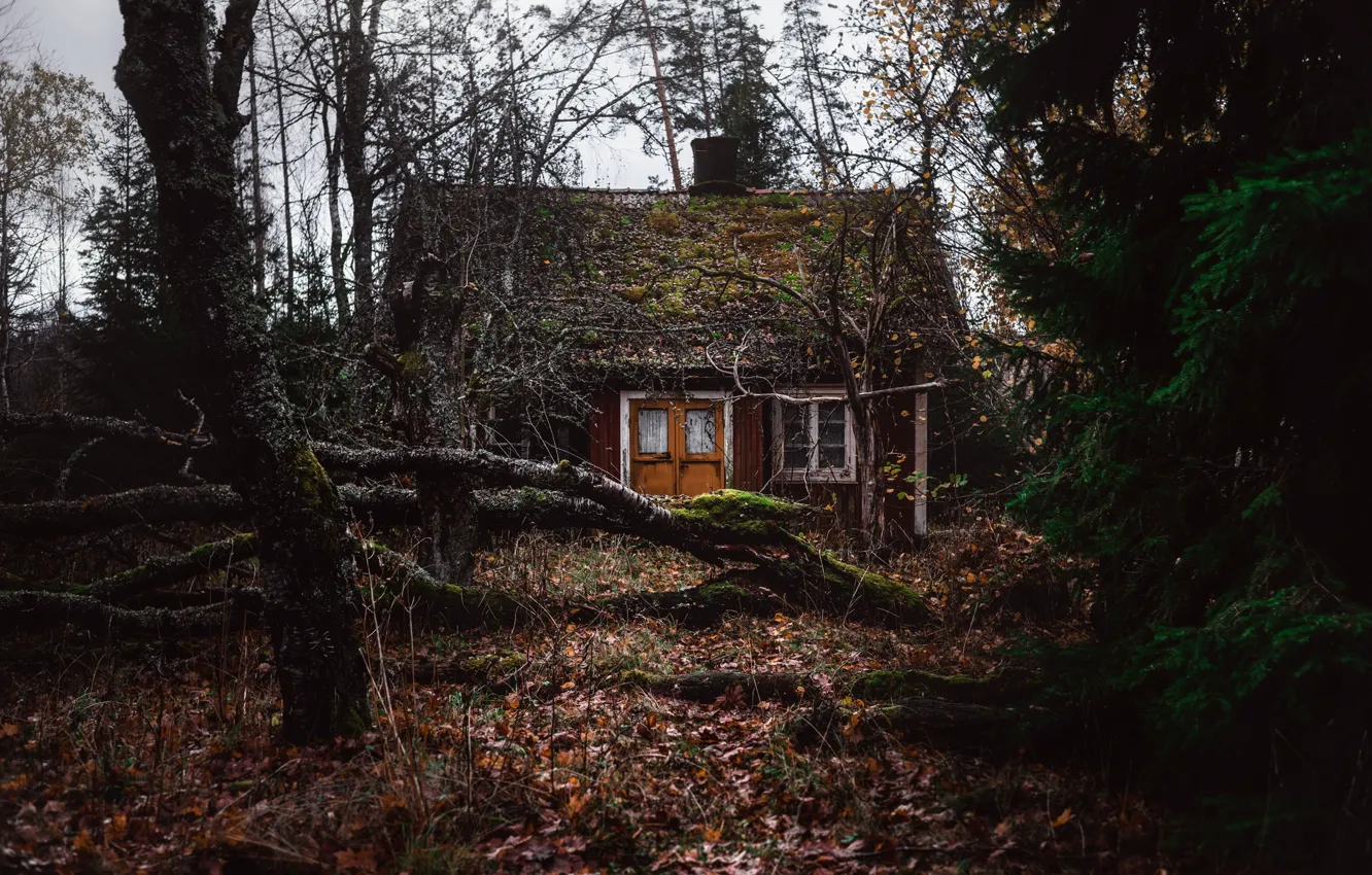 Photo wallpaper forest, nature, home