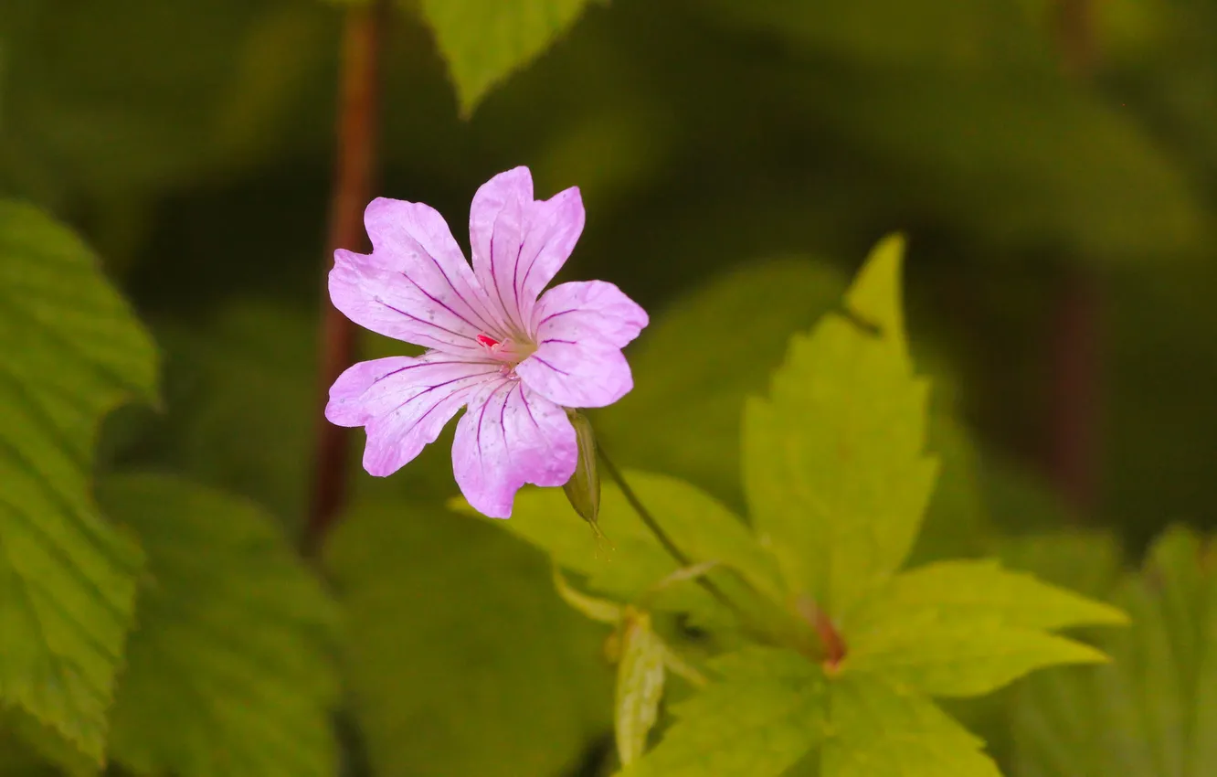 Photo wallpaper flower, leafs, blooming