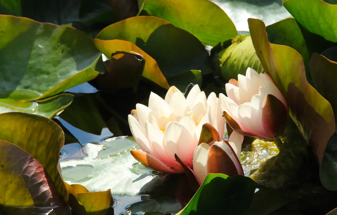 Photo wallpaper flower, leaf, water lily