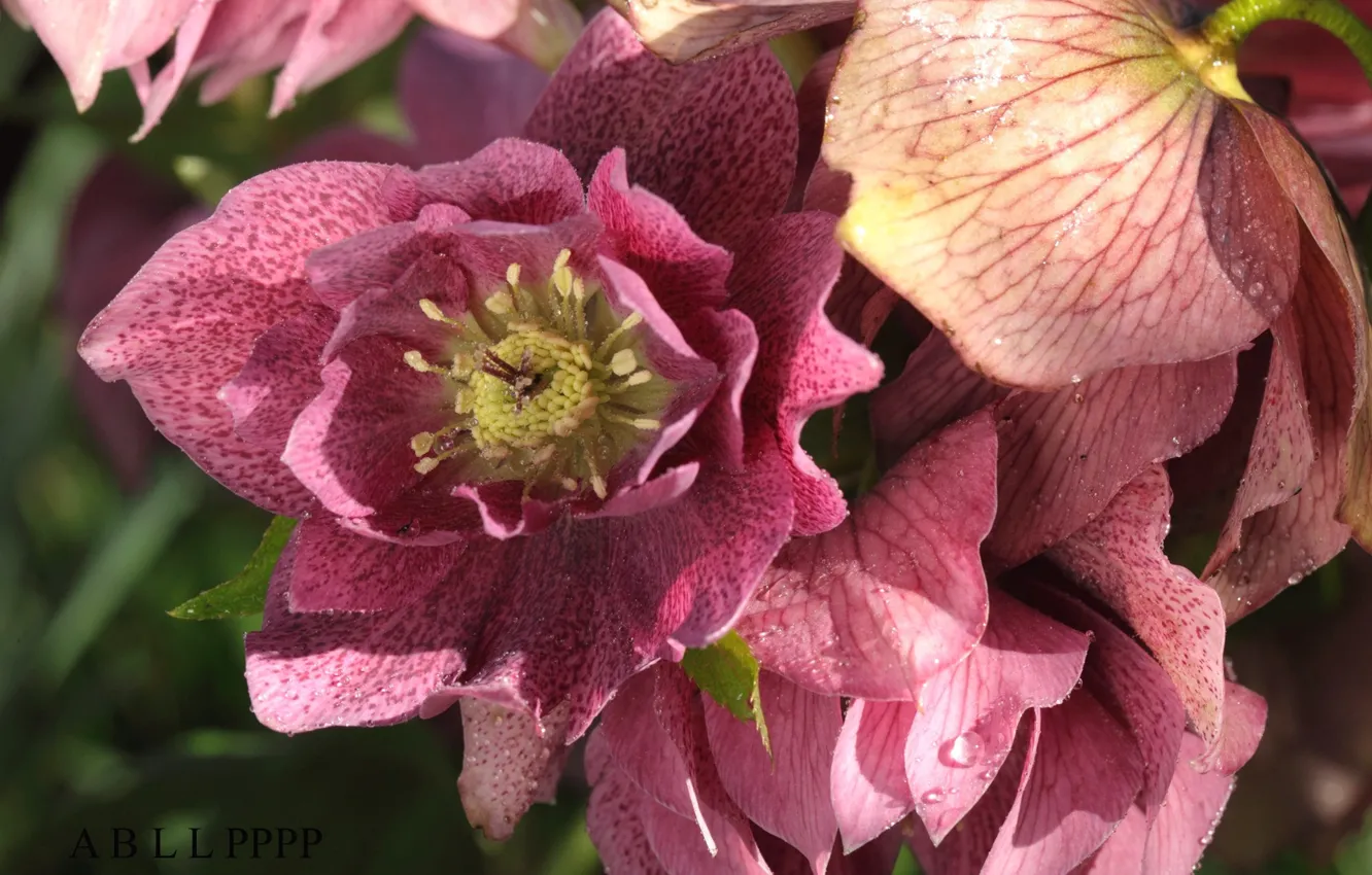 Photo wallpaper flowers, petals, lush, hellebore, Helleborus