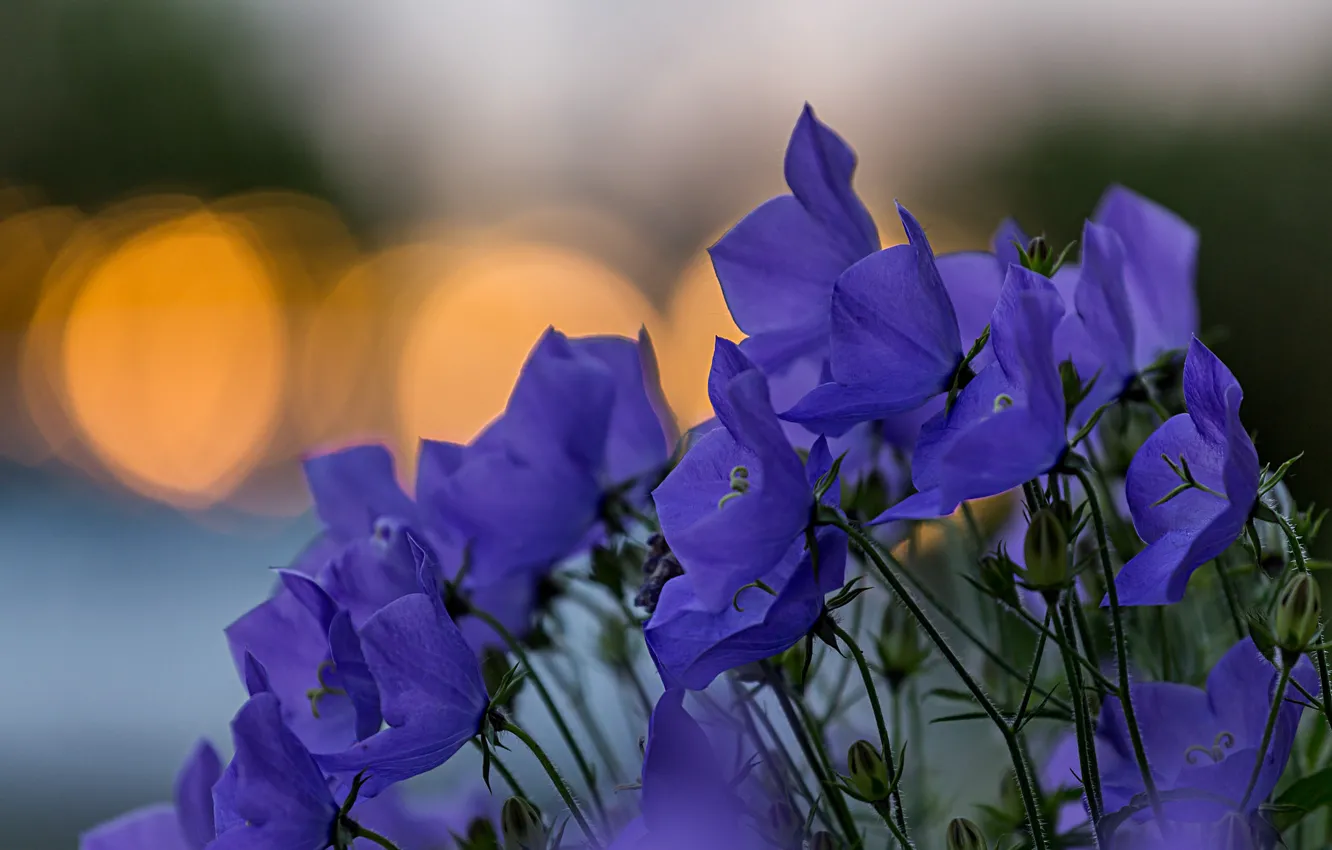 Photo wallpaper macro, flowers, blue, glare, focus, petals, blur, bells
