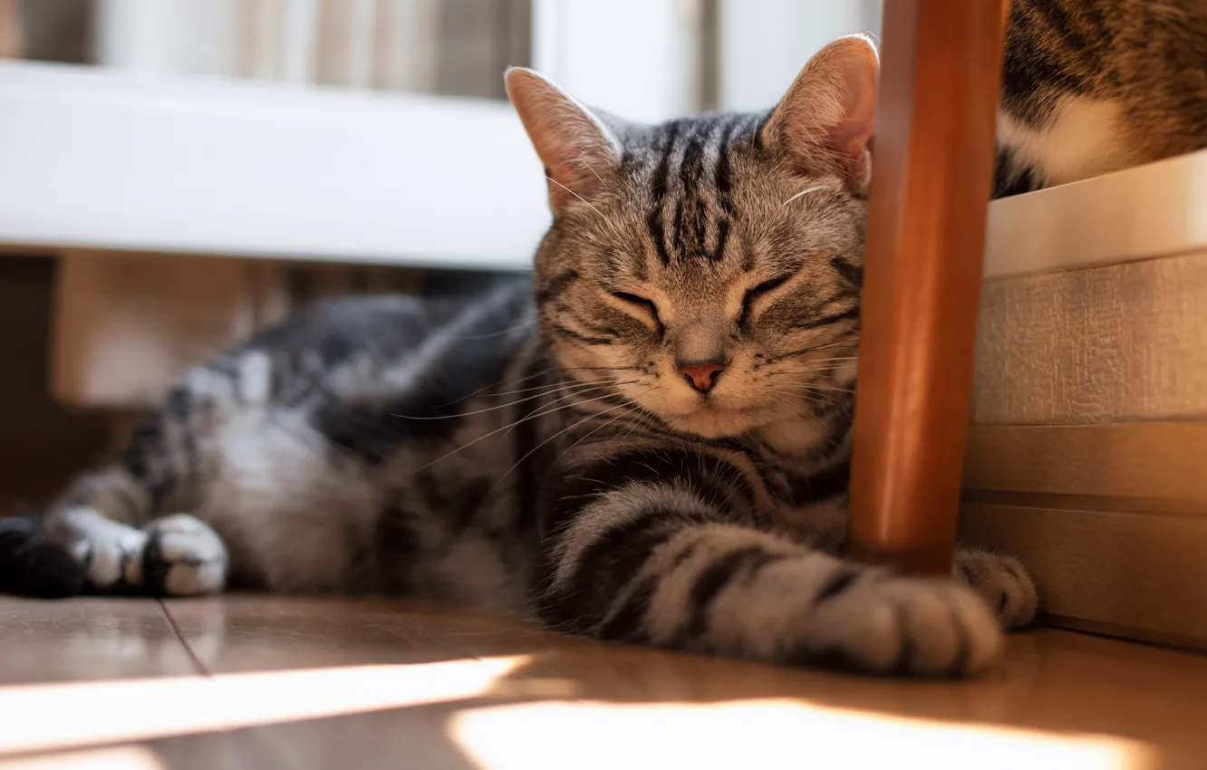Photo wallpaper cat, cat, face, light, comfort, house, grey, stay