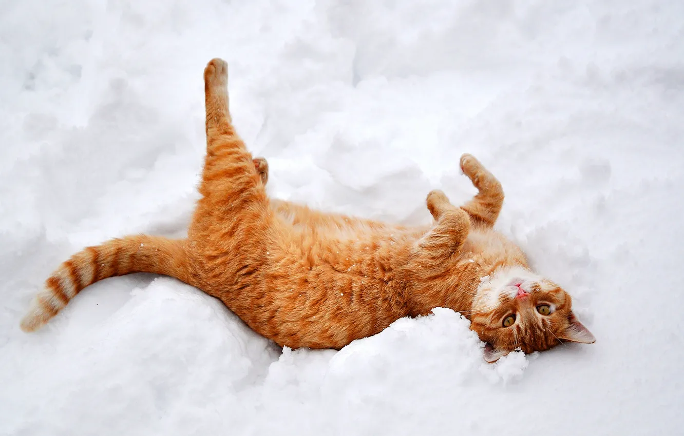 Photo wallpaper winter, cat, cat, snow, nature, paws, red, lies