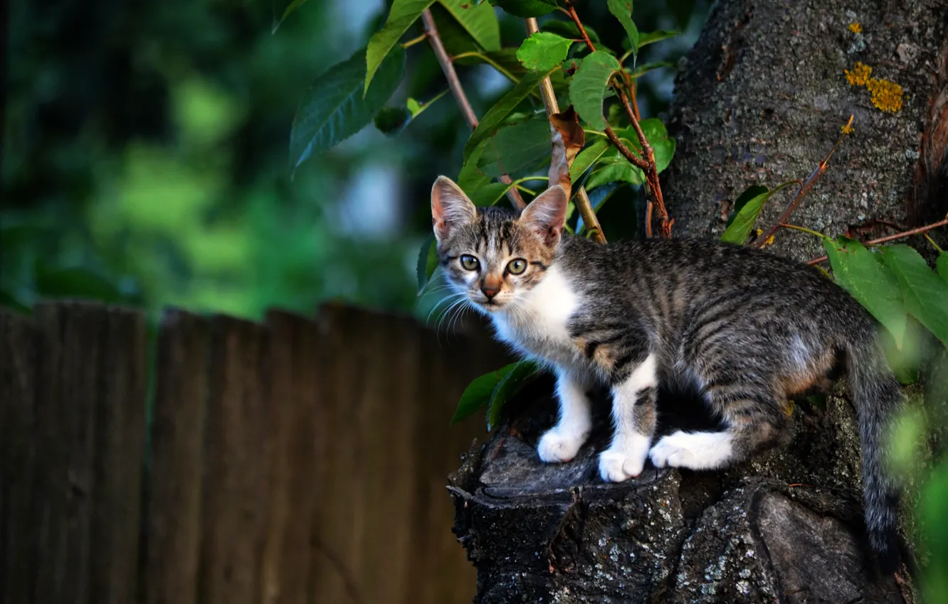 Photo wallpaper tree, the fence, kitty