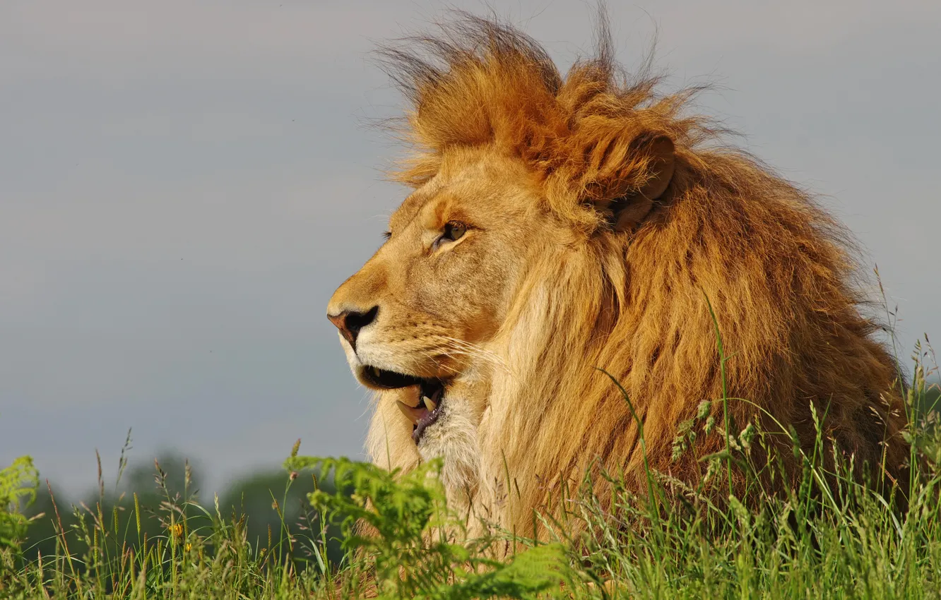 Photo wallpaper look, face, portrait, Leo