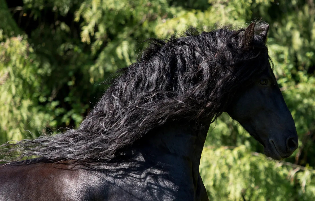 Photo wallpaper horse, horse, mane, crows, profile, handsome