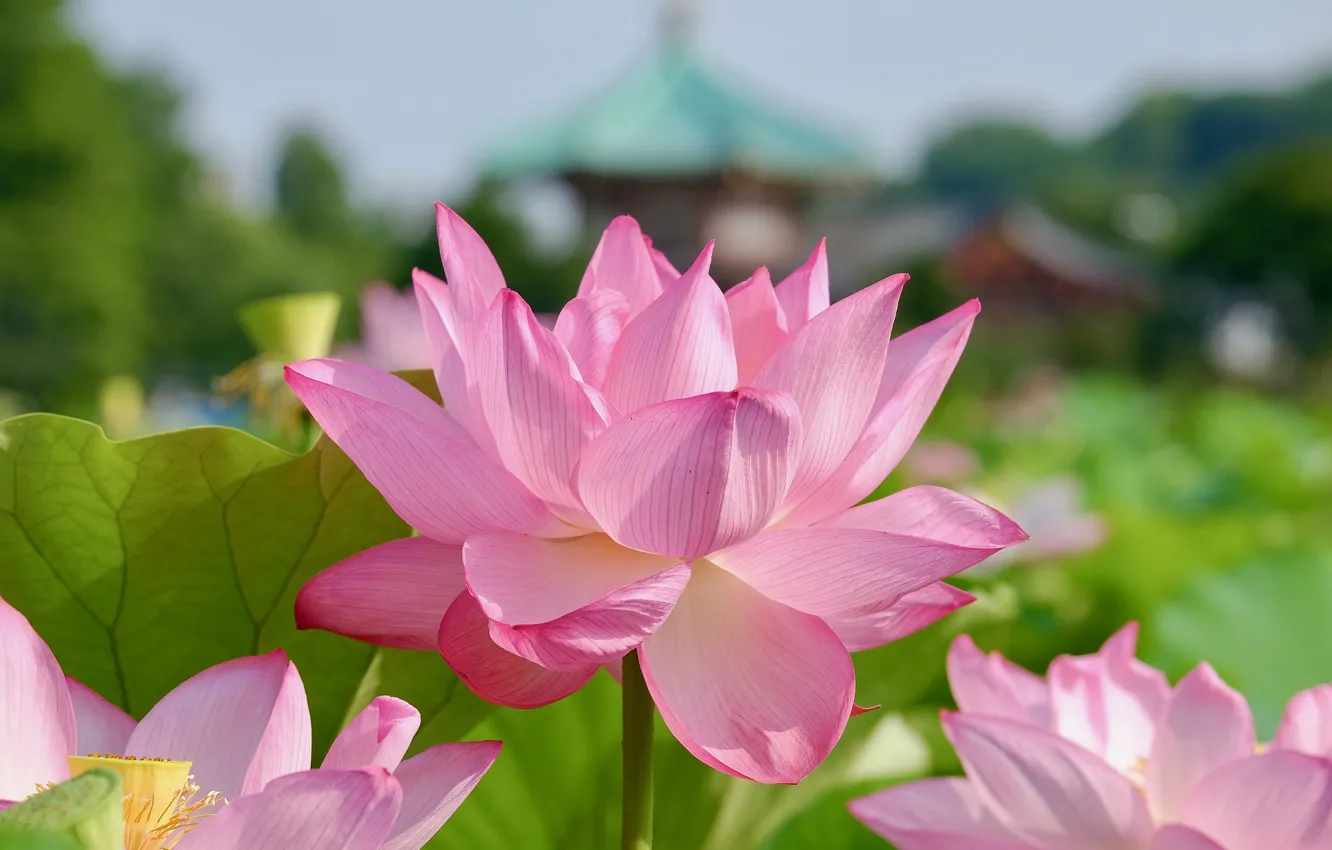 Photo wallpaper nature, Lotus, flowering, bokeh