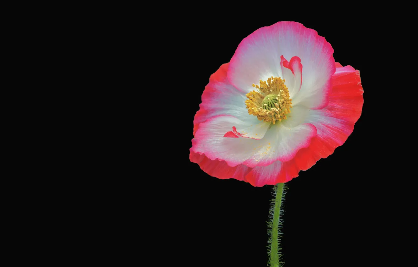 Photo wallpaper macro, background, Mac, macro, poppy