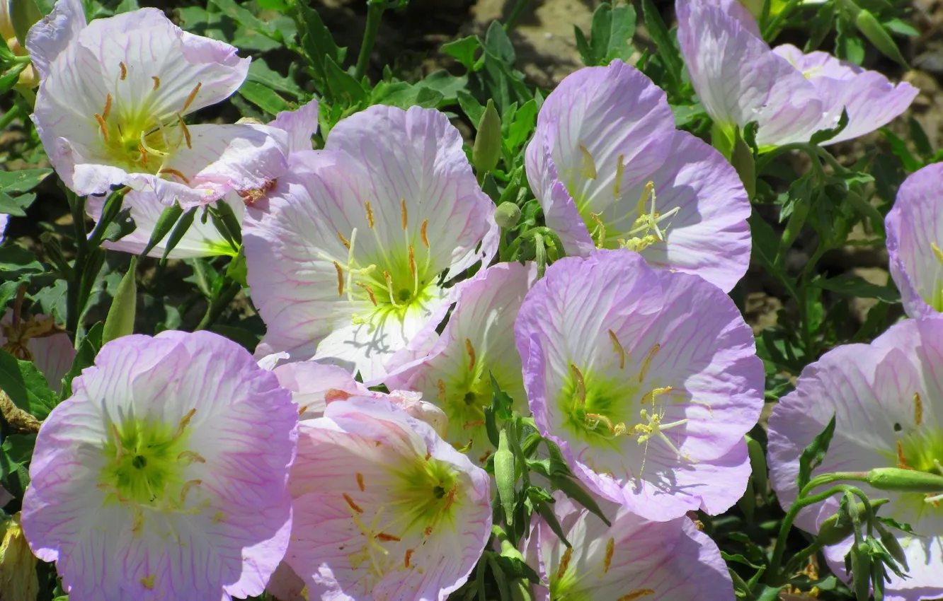 Photo wallpaper flowers, Meduzanol ©, summer 2020