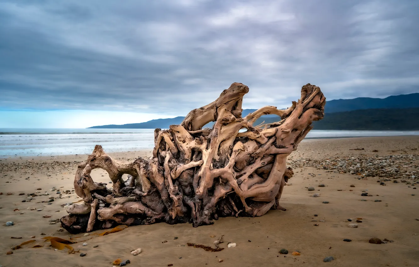 Photo wallpaper sea, coast, snag