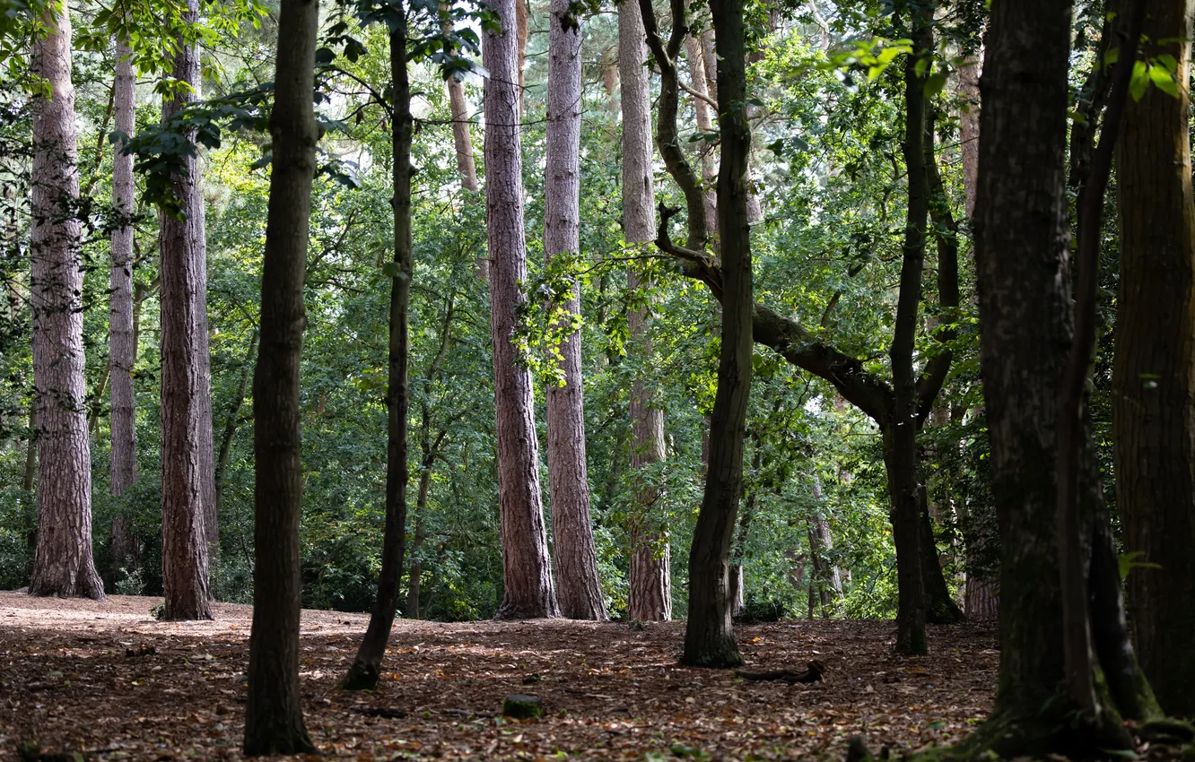 Photo wallpaper Park, nature, trees, leaves, greens, branches, forest, trunk