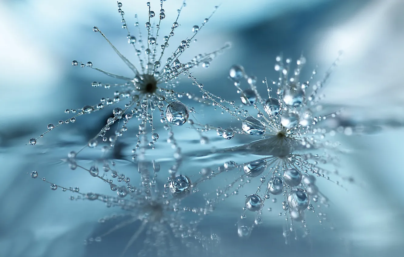 Photo wallpaper water, drops, surface, reflection, fluff