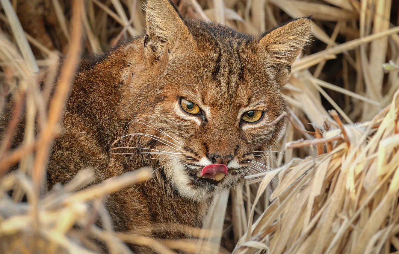 Photo wallpaper language, grass, look, face, predator, lynx, wild cat