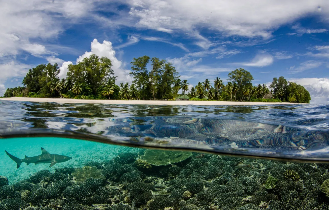 Photo wallpaper beach, underwater, animals, sea, nature, shark, fish, Seychelles