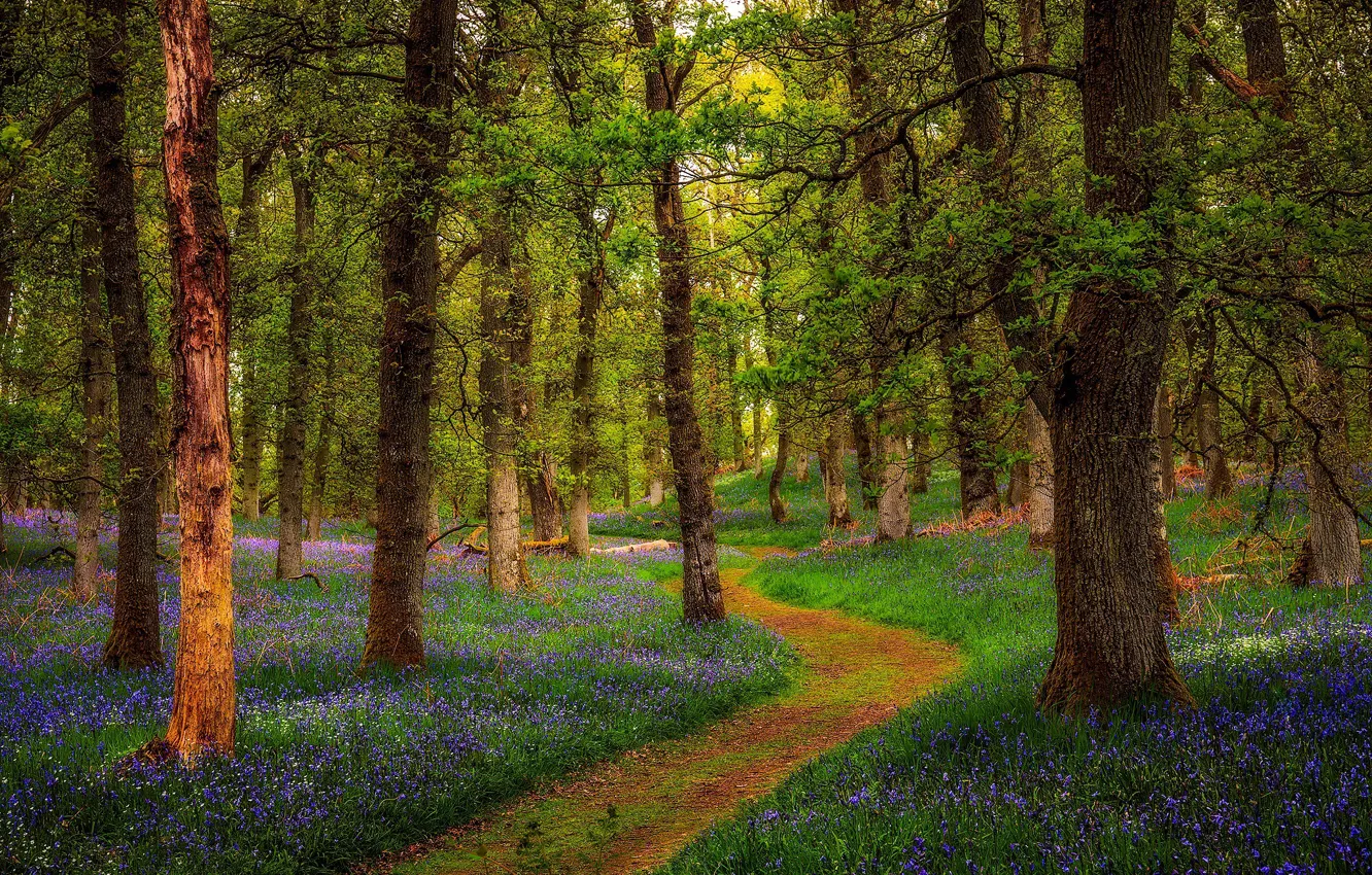 Photo wallpaper forest, Scotland, Scotland, Perthshire, Bluebell Woods