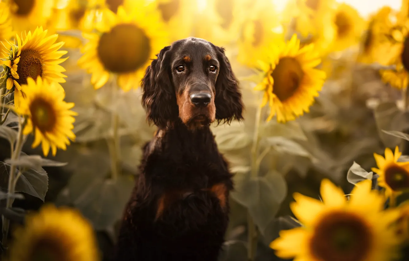 Photo wallpaper field, sunflowers, dog