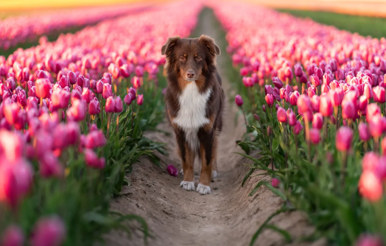 Photo wallpaper look, flowers, dog, spring, tulips, pink, walk, buds