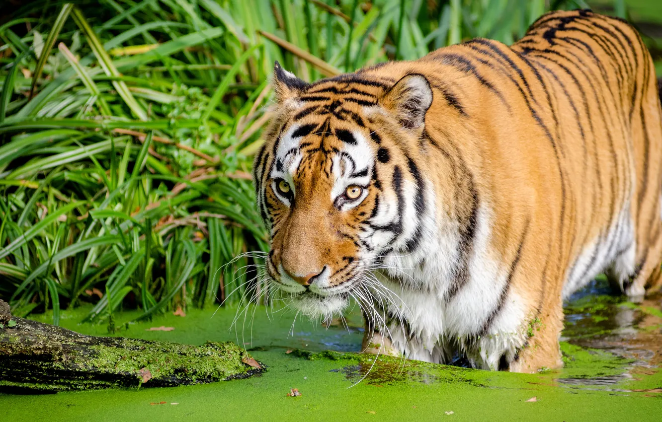 Photo wallpaper grass, face, tiger, shore, pond, duckweed
