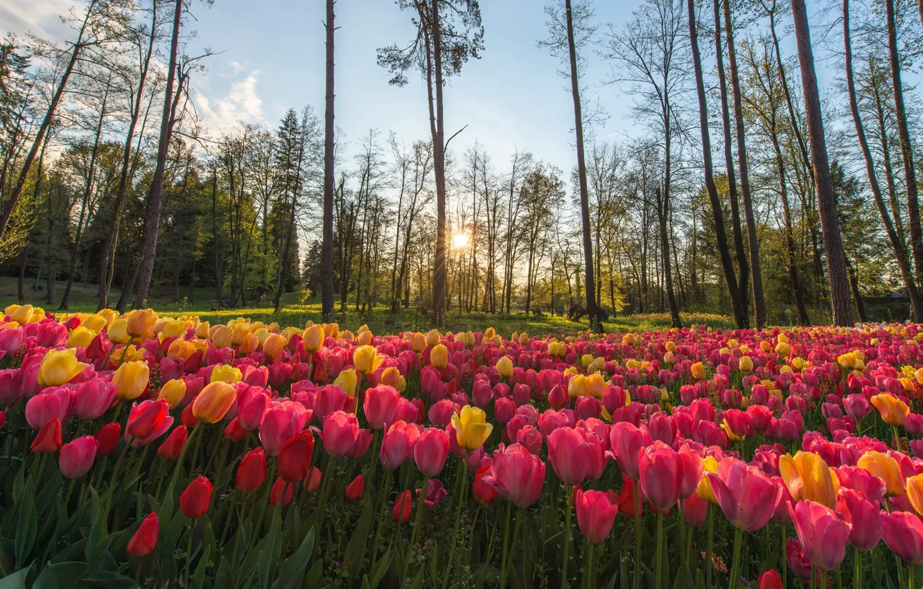 Photo wallpaper forest, the sky, the sun, rays, light, trees, flowers, yellow