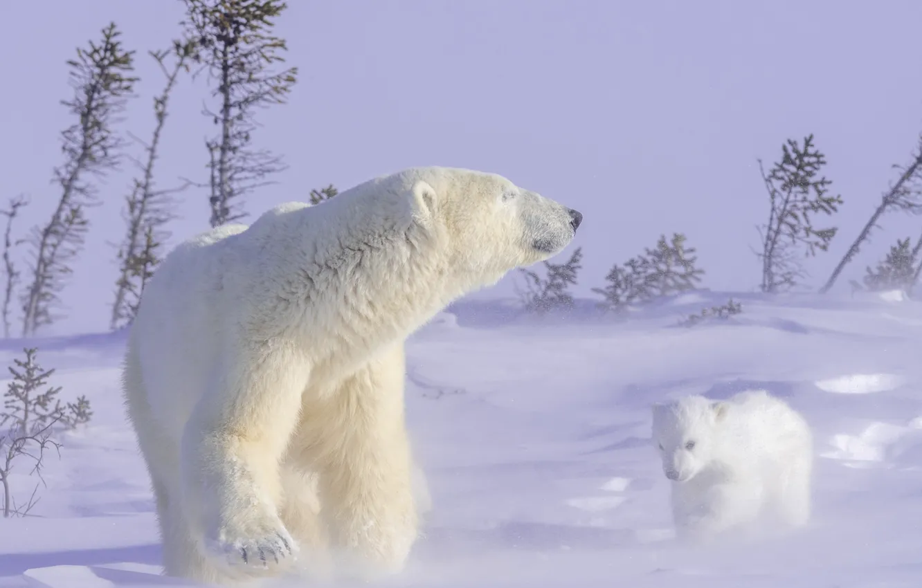 Photo wallpaper winter, animals, snow, nature, predators, bears, bear, cub