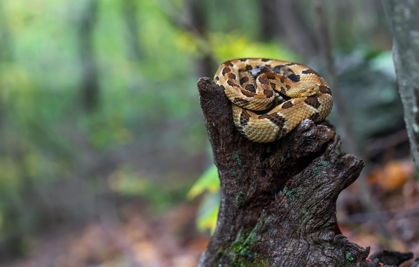 Photo wallpaper nature, stump, snake, brown, green background, bokeh, curled up